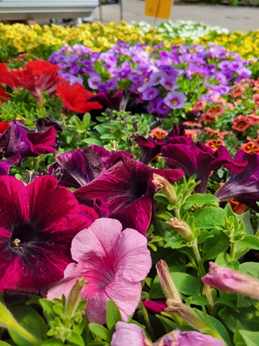 Sommerblumen Hannover